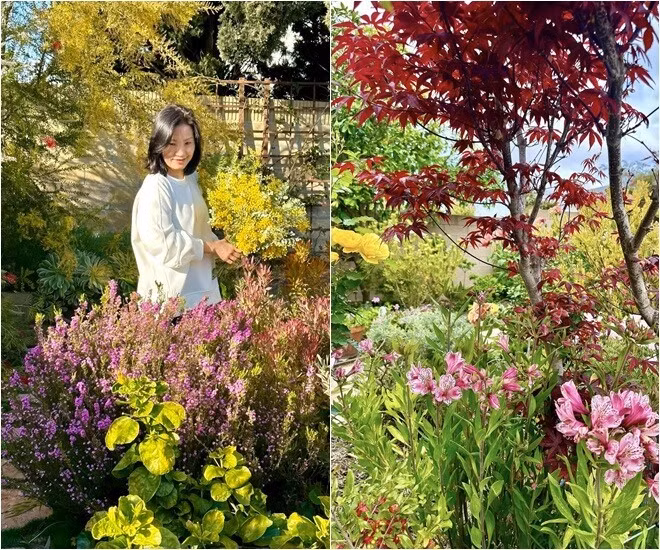 Nổi bật nhất trong khu vườn là sắc vàng rực của hoa mimosa. Ảnh: FB Hồng Đào