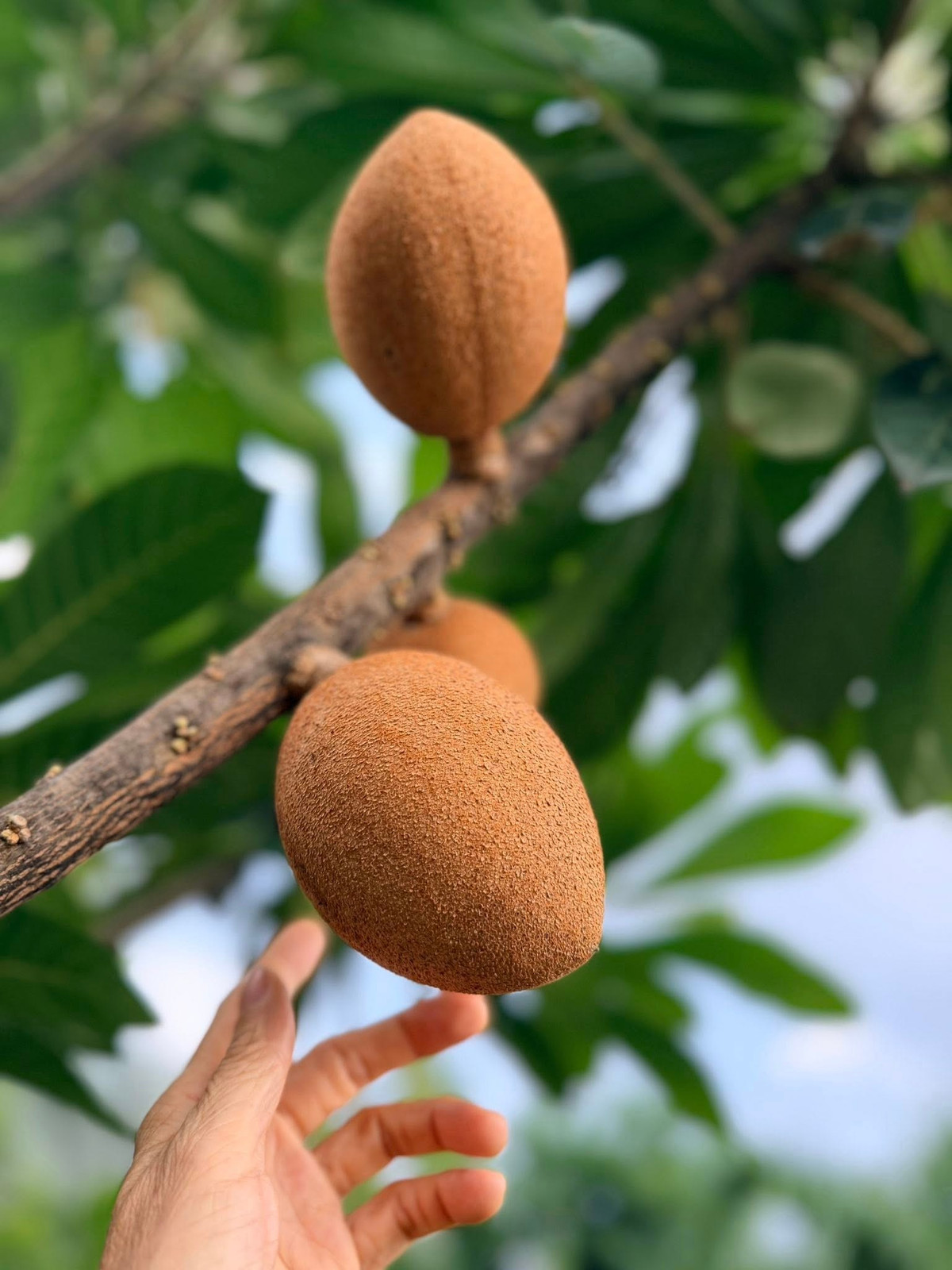 Trái hồng xiêm kích thước lớn, hứa hẹn mùa vụ bội thu. Ảnh: FB Hoàng Thị Mỹ Lệ