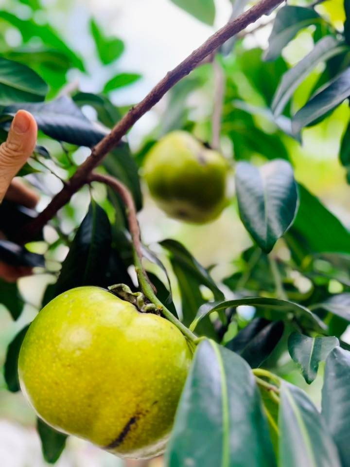 Ngoài ra, trong vườn còn nhiều trái cây khác. Ảnh: FB Hoàng Thị Mỹ Lệ