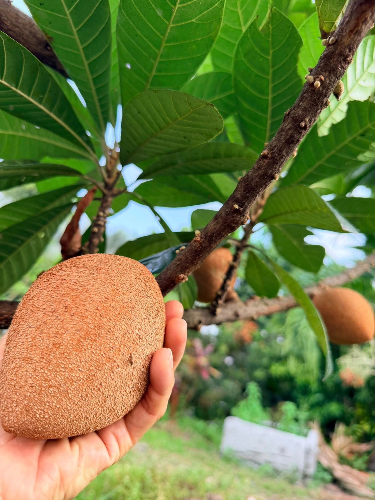 Mỹ Lệ tỏ ra phấn khích khi các loại cây ăn quả trong vườn đều phát triển tốt. Ảnh: FB Hoàng Thị Mỹ Lệ