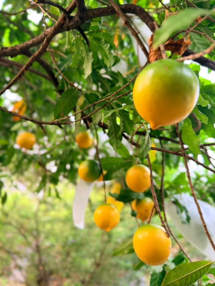 Vú sữa hoàng kim vàng óng, sai trĩu cành. Ảnh: FB Hoàng Thị Mỹ Lệ