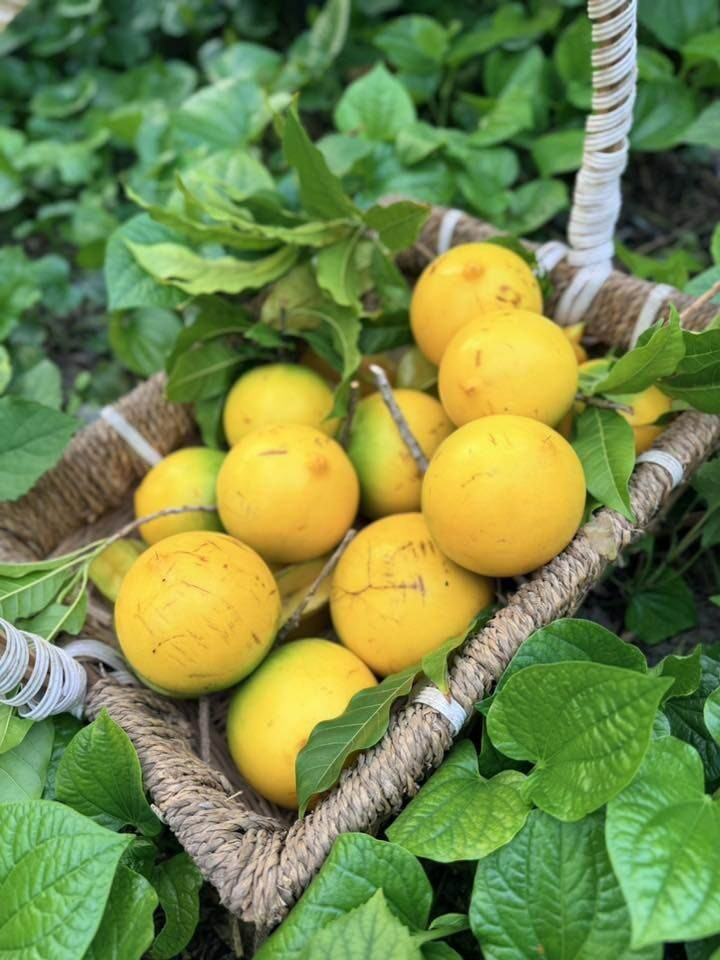 Cách đây không lâu, nữ ca sĩ từng khoe vú sữa hoàng kim vào mùa bội thu. Ảnh: FB Hoàng Thị Mỹ Lệ