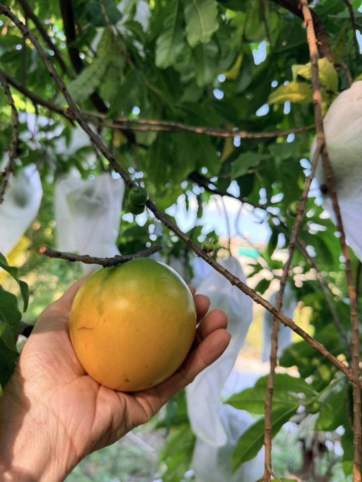 Trong khu vườn ở nhà, Mỹ Lệ cũng trồng nhiều vú sữa hoàng kim. Ảnh: FB Hoàng Thị Mỹ Lệ