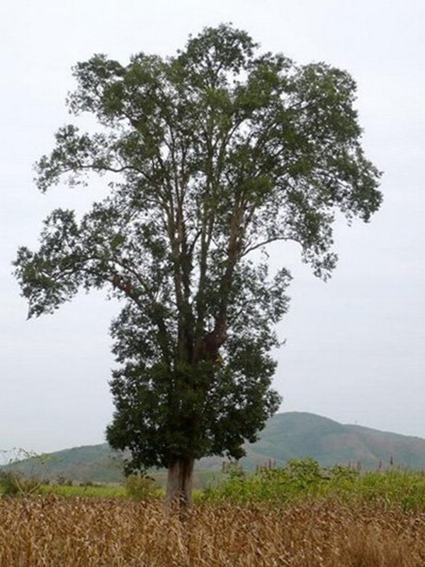 Nhiều cây kơ nia tuổi đời hàng chục năm, thậm chí hàng trăm năm tuổi, thân cao lớn khiến không ai có thể trèo hái quả. Ảnh: Vietnamnet