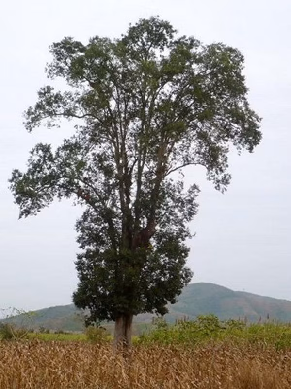 Nhiều cây kơ nia tuổi đời hàng chục năm, thậm chí hàng trăm năm tuổi, thân cao lớn khiến không ai có thể trèo hái quả. Ảnh: Vietnamnet