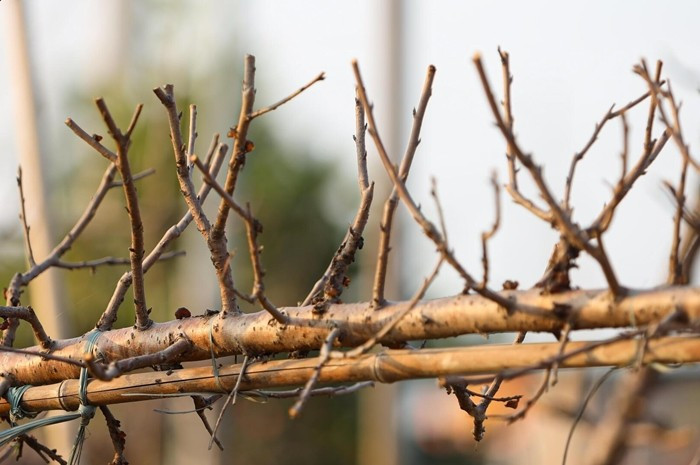 Do thời tiết nóng ẩm nên ông Hinh phải vệ sinh kỹ, loại bỏ toàn bộ lớp nấm trắng bám trên thân, cành tránh ảnh hưởng đến quá trình sinh trưởng của cây.