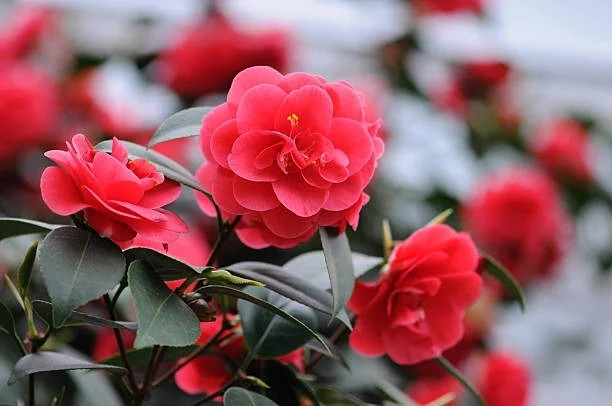 Trồng hoa trà đỏ vào dịp Tết còn được xem là biểu tượng của phú quý, may mắn và một năm mới viên mãn, thuận lợi. Ảnh: Internet