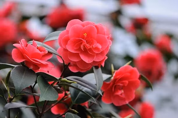 Trồng hoa trà đỏ vào dịp Tết còn được xem là biểu tượng của phú quý, may mắn và một năm mới viên mãn, thuận lợi. Ảnh: Internet