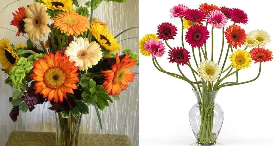 Hoa đồng tiền có thể cắm lọ hoặc trồng chậu nhỏ, giá bán chỉ từ 50.000–120.000 đồng/chậu, phù hợp với cả nhà phố lẫn căn hộ chung cư. Ảnh: Internet