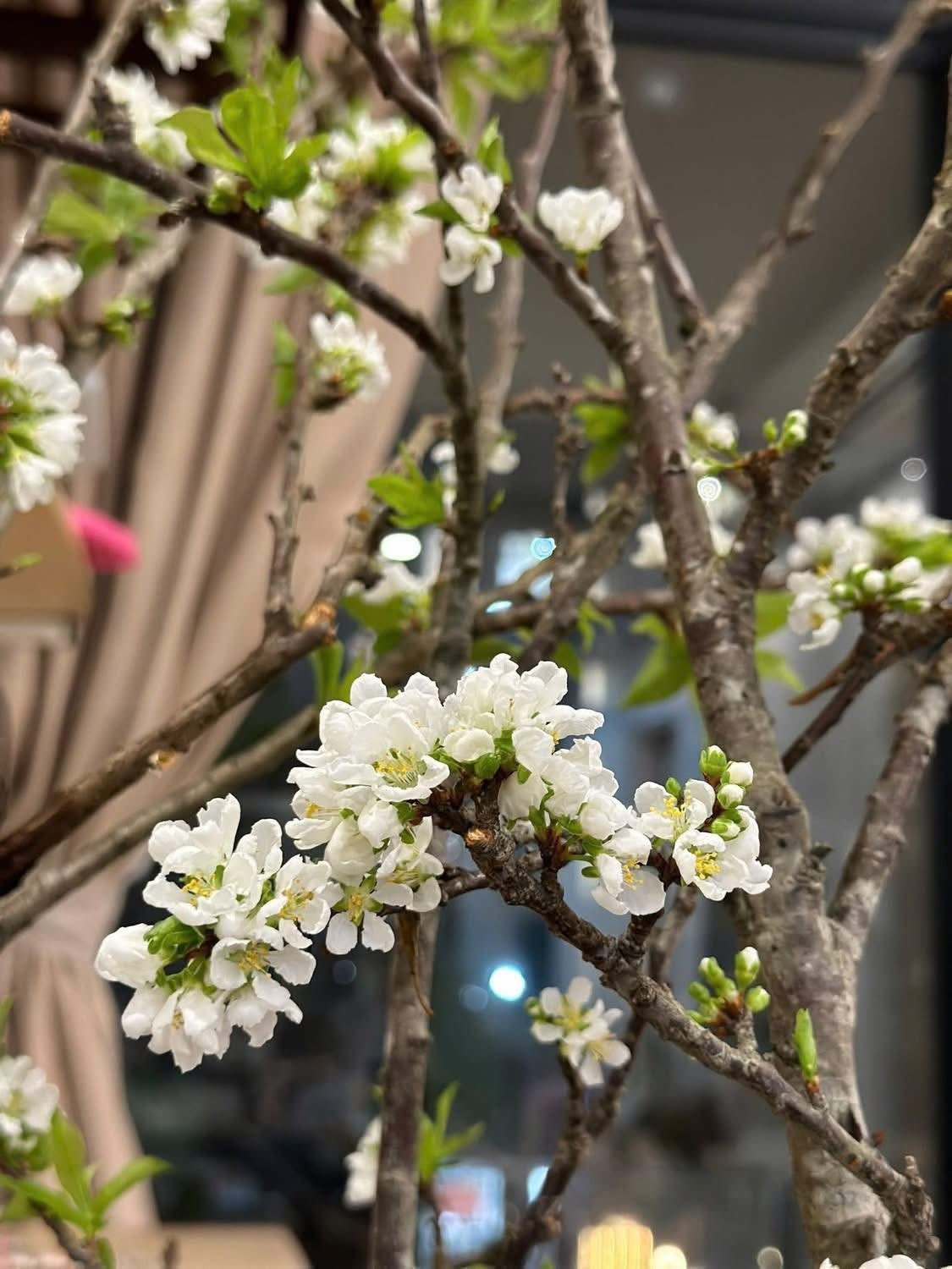 Bên cạnh đào nở sớm, mận rừng cũng được đưa xuống phố, thu hút sự quan tâm của người chơi hoa sớm. Ảnh: Facebook