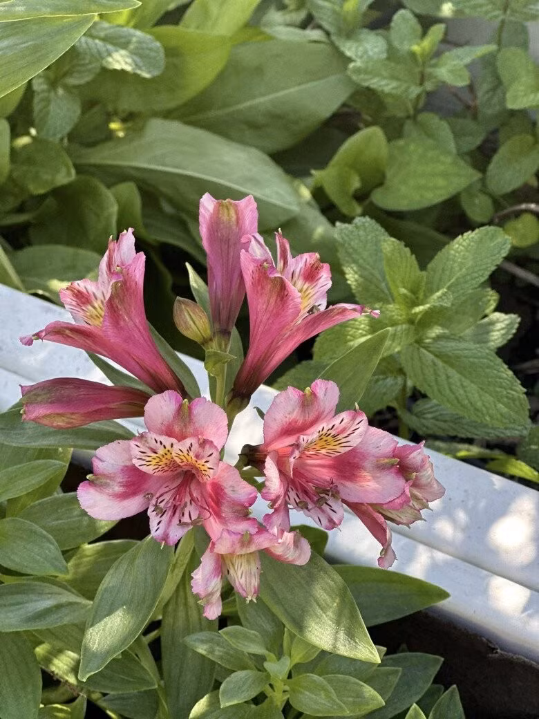 Hoa thủy tiên Mỹ mang đến vẻ đẹp hoang dại nhưng không kém phần tinh tế. Ảnh: FB Nguyễn Vy Oanh