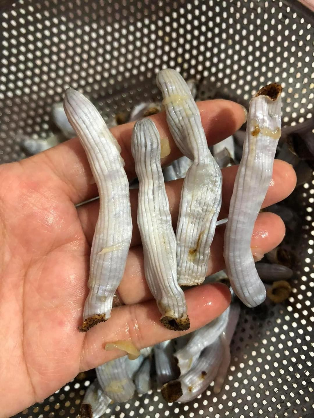 Các nhà hàng, quán ăn thường thu mua sâu đất với giá từ 500.000 đến 600.000 đồng/kg để sử dụng trong thực đơn để đãi khách. Ảnh: Facebook