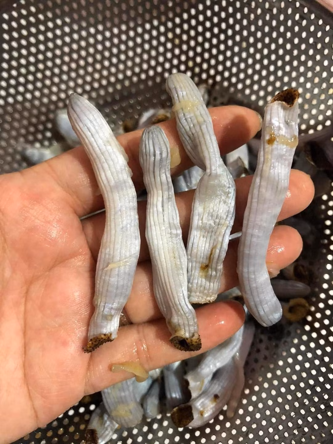 Các nhà hàng, quán ăn thường thu mua sâu đất với giá từ 500.000 đến 600.000 đồng/kg để sử dụng trong thực đơn để đãi khách. Ảnh: Facebook