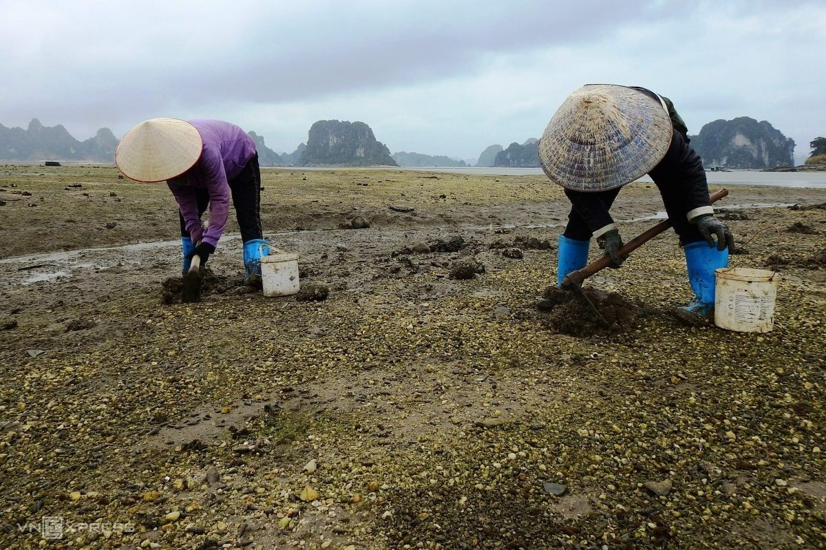 Tùy vào con nước, người dân có thể phải cuốc sâu đất từ 3 đến 4 tiếng. Ảnh: Người đưa tin