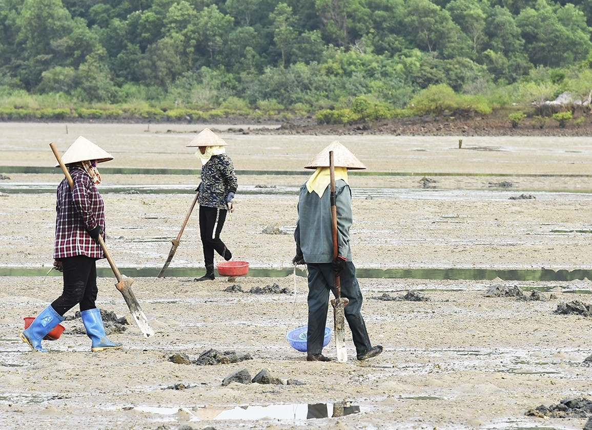Khi nước biển xuống, lộ ra những bãi triều ven bờ cũng là lúc người dân bắt đầu đi săn sâu đất. Ảnh: Suckhoedoisong