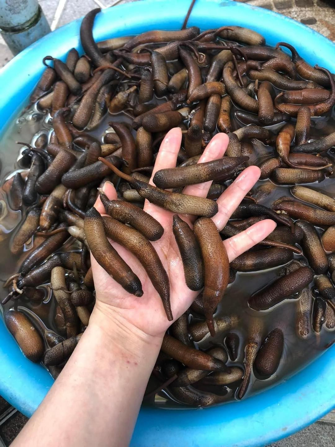 Trên thị trường, sâu đất có giá từ 300.000 - 500.000 đồng/kg, tùy thời điểm. Ảnh: Facebook