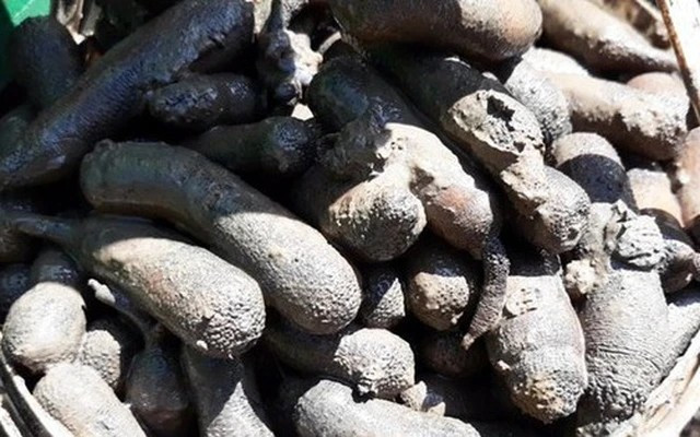 Sâu đất nhỏ hơn sá sùng, thân hình tròn ống, mềm nhũn, trơn láng và có màu vàng nâu sẫm gần như đen. Ảnh: Facebook