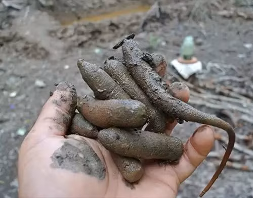 Sâu đất nằm dưới lớp bùn cát từ 10 đến 30 cm, hình trụ thon dài, khi vừa bắt lên cho vào thùng thì co lại. Nhiều con sâu đất to gần bằng ngón tay cái. Ảnh: Quangninhtop
