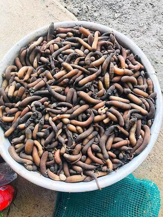 Sâu đất còn có tên gọi khác là sá sùng đen, giun đất biển, bông thùa...trú ngụ tại các bãi bồi phù sa, nơi có thủy triều lên xuống thường xuyên như khu vực ven biển Quảng Ninh. Ảnh: Quangninhtop