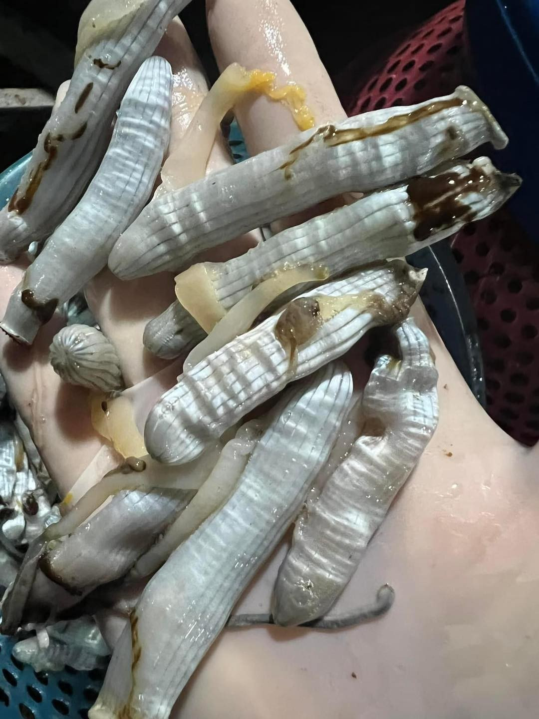 Thậm chí, vào dịp Tết, giá sâu đất có thể tăng từ 800.000 đến 900.000 đồng/kg. Ảnh: Facebook