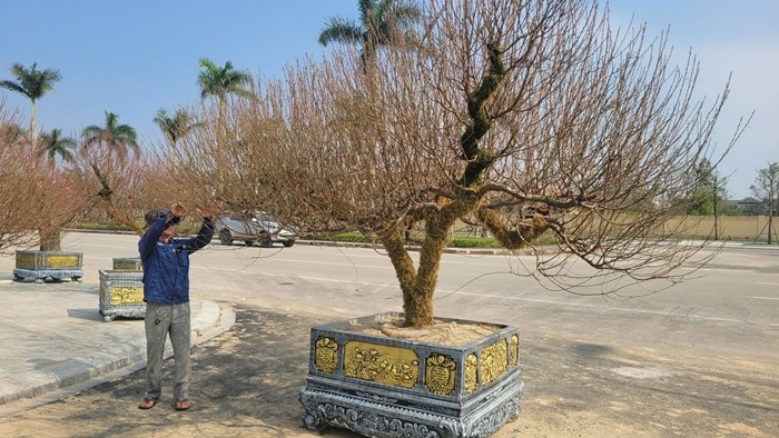 Nhiều cây tuổi đời hàng chục năm, cành phủ rong rêu tạo ra nét đẹp cổ kính. Ảnh: Daibieunhandan