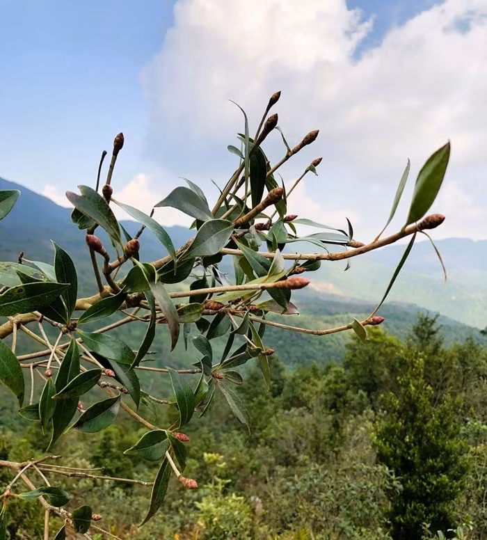 Đào chuông sinh trưởng trong rừng già, bám vào sườn núi, khe đá và những khu vực có thảm thực vật tự nhiên dày. Ảnh: Tiền phong