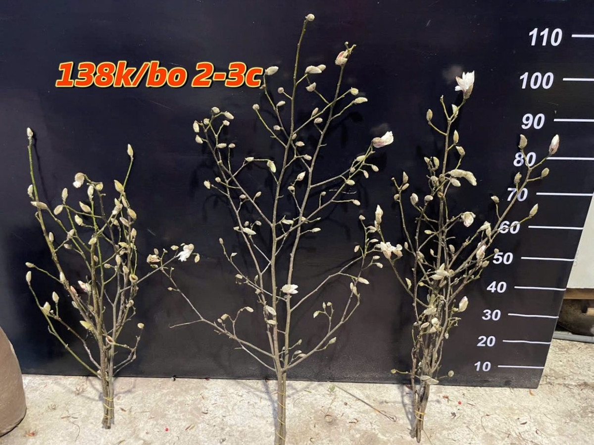 Năm nay, hoa mộc lan có nguồn gốc từ Trung Quốc được bày bán nhiều tại các khu chợ truyền thống ở Hà Nội và chợ mạng. Ảnh: Facebook