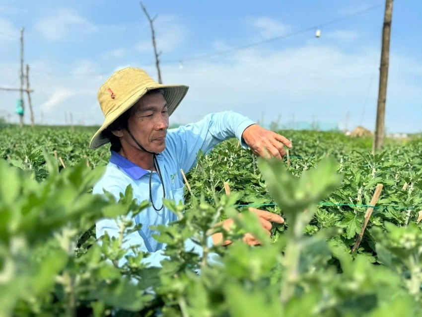 Khu vườn rộng gần 2.000m2 của ông Nguyễn Khôn (58 tuổi, trú xã Vệ Giang) có hơn 1.800 chậu cúc Tết. Năm nay, ông chủ động giảm một nửa diện tích trồng cúc vàng truyền thống để thử nghiệm các giống cúc đỏ mới. Ảnh: Plo