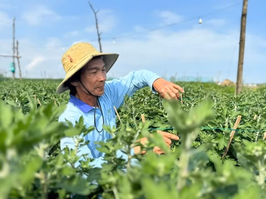 Khu vườn rộng gần 2.000m2 của ông Nguyễn Khôn (58 tuổi, trú xã Vệ Giang) có hơn 1.800 chậu cúc Tết. Năm nay, ông chủ động giảm một nửa diện tích trồng cúc vàng truyền thống để thử nghiệm các giống cúc đỏ mới. Ảnh: Plo