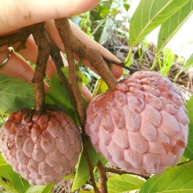 Là giống cây thân gỗ, na tím cho chiều cao trung bình khoảng 3,5m. Cây có sức sinh trưởng mạnh, sau khi trồng khoảng 2,5 năm cây bắt đầu cho trái. Ảnh: Shopee