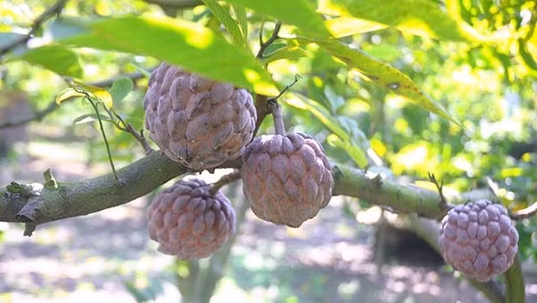 Từ tháng 7 đến tháng 9 hàng năm là thời điểm na tím vào mùa. Ảnh: Dân Việt