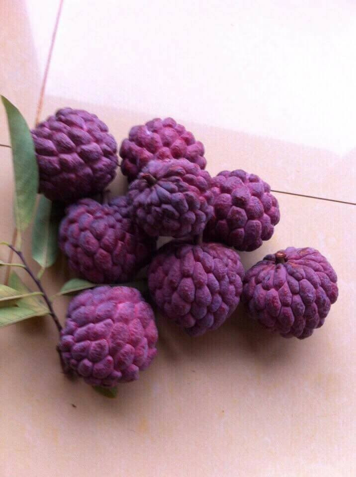 So với giống na xanh thông thường, na tím cho năng suất vụ đầu thấp hơn nhưng lại được giá. Hiện, na tím giá khoảng 70.000 đồng/kg. Ảnh: Facebook