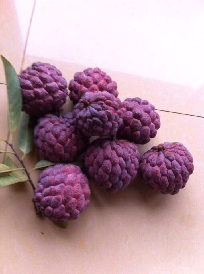 So với giống na xanh thông thường, na tím cho năng suất vụ đầu thấp hơn nhưng lại được giá. Hiện, na tím giá khoảng 70.000 đồng/kg. Ảnh: Facebook