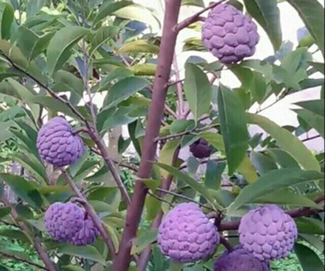 Giống na lạ này được một số hộ dân ở nước ta trồng thành công. Ảnh: Internet