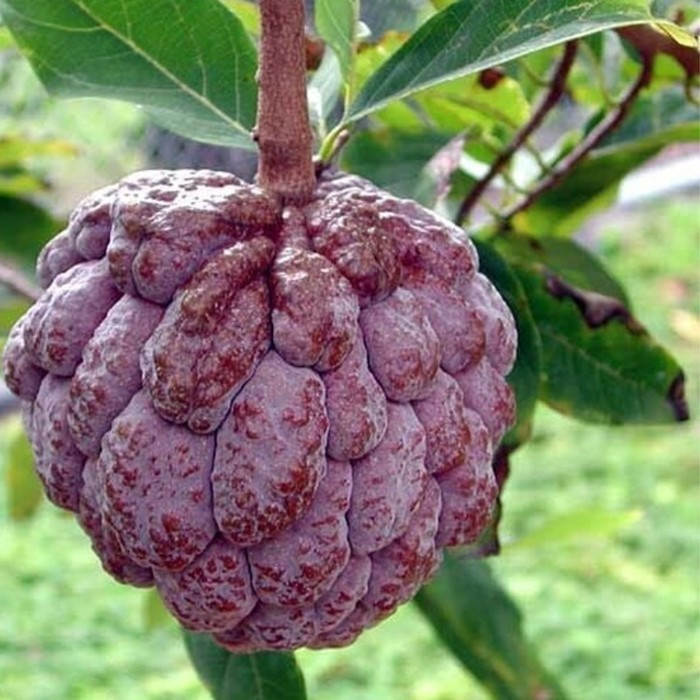 Vài năm gần đây, trên thị trường xuất hiện loại na mới có màu sắc bắt mắt, đó là na tím. Ảnh: Xuân Nông