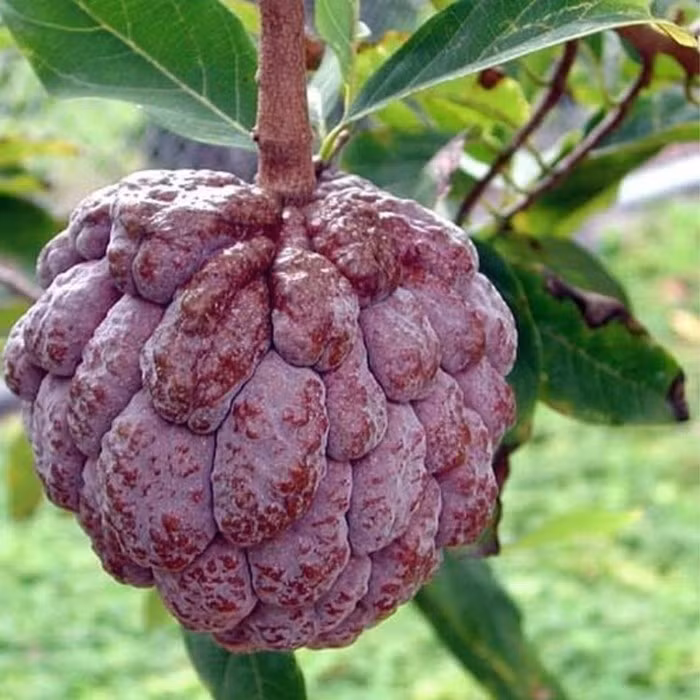 Vài năm gần đây, trên thị trường xuất hiện loại na mới có màu sắc bắt mắt, đó là na tím. Ảnh: Xuân Nông