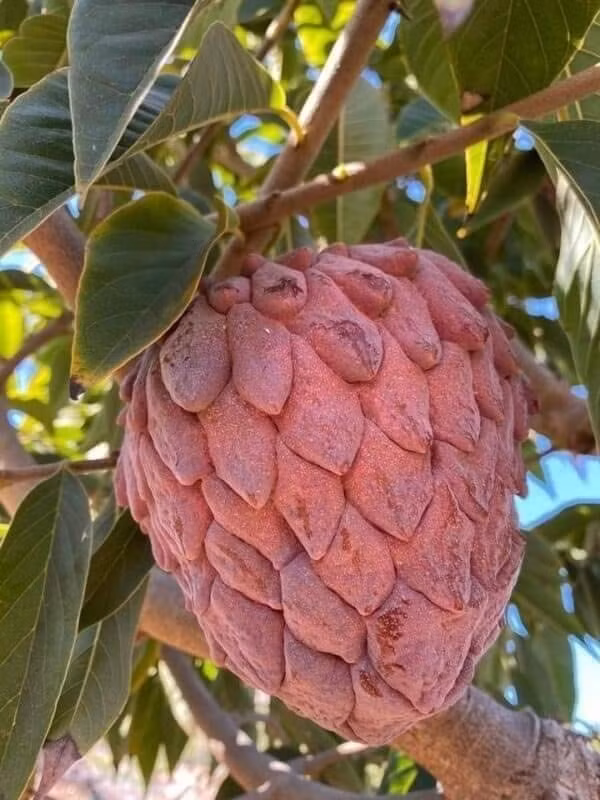 Trên thị trường, nhiều địa chỉ rao bán cây giống na tím khoảng 100.000 đồng/cây. Ảnh: Facebook