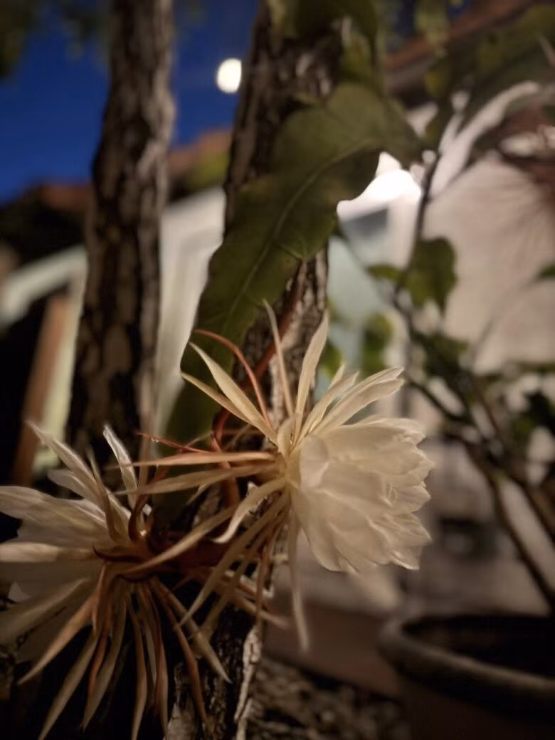 Cả khu nhà thơm ngát một mùi hương khó quên. Ảnh: FB Kim Hien