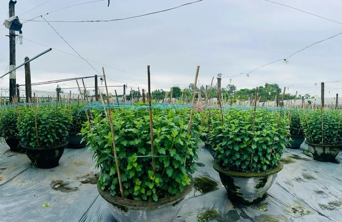 Để kịp tiến độ, mỗi nhà vườn duy trì từ 2–3 nhân công chăm sóc thường xuyên, với thu nhập bình quân khoảng 250.000 – 300.000 đồng/người/ngày. Ảnh: Dân Việt