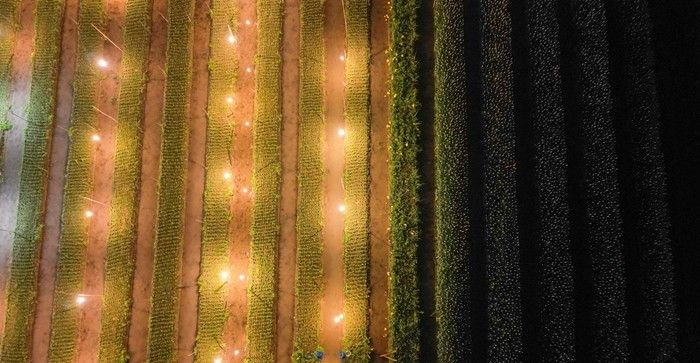 Trước thời tiết bất lợi, người trồng hoa Mê Linh phải thắp đèn chiếu sáng ban đêm để giữ nhịp phát triển và điều chỉnh thời điểm ra hoa. Ảnh: Tiền phong