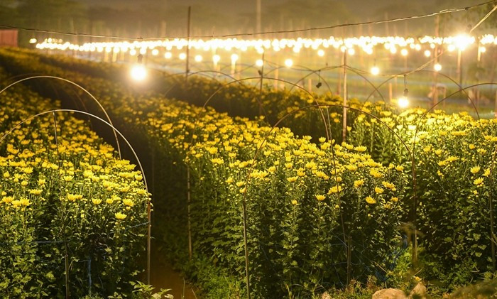 Thời điểm này, người trồng hoa tại Mê Linh (Hà Nội) tập trung điều chỉnh kỹ thuật để cây sinh trưởng đúng nhịp, tránh tình trạng nở sớm hoặc muộn so với nhu cầu tiêu thụ. Ảnh: Tiền phong