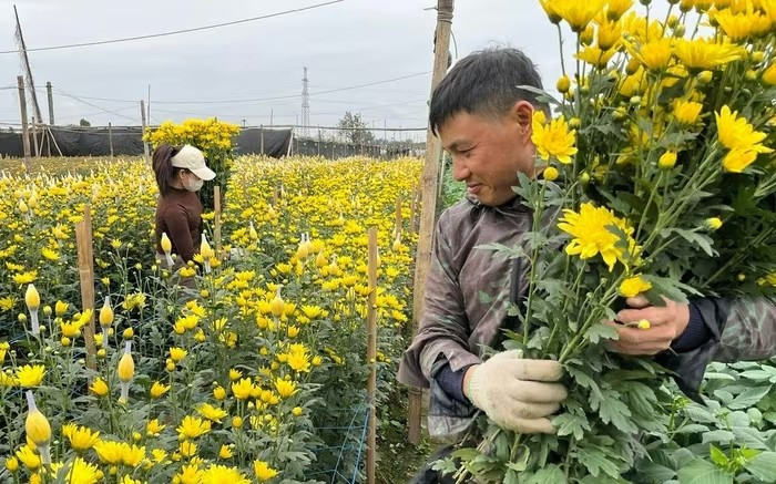Những ngày gần Tết Nguyên đán Bính Ngọ 2026, cánh đồng hoa Tây Tựu (phường Tây Tựu, Hà Nội) nhộn nhịp từ sáng sớm đến tối muộn. Ảnh: PhunuVietNam