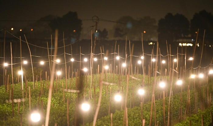 Những ruộng hoa sáng đèn trong đêm trở thành nét đặc trưng của làng hoa mỗi dịp giáp Tết. Ảnh: Tiền phong