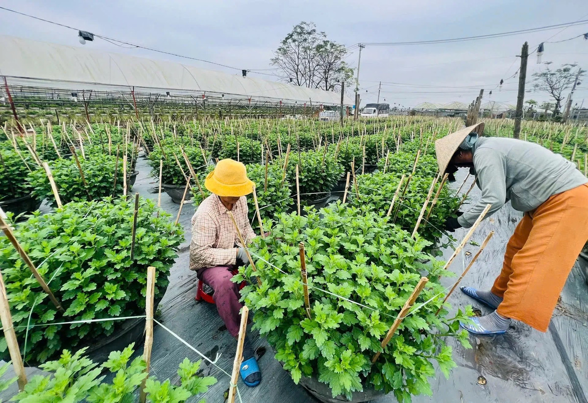 Trên khắp các thửa ruộng, nông dân tất bật cắt tỉa cành lá, ngắt đọt, bón phân, phun thuốc, chong đèn cho hoa nở đúng dịp Tết. Ảnh: Dân Việt