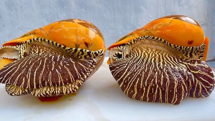 Dù đắt nhưng nhờ chất thịt dai, ngon, dễ chế biến thành nhiều món ăn hấp dẫn nên vẫn được nhiều thực khách mạnh tay chi tiền mua làm quà biếu. Ảnh: Youtube