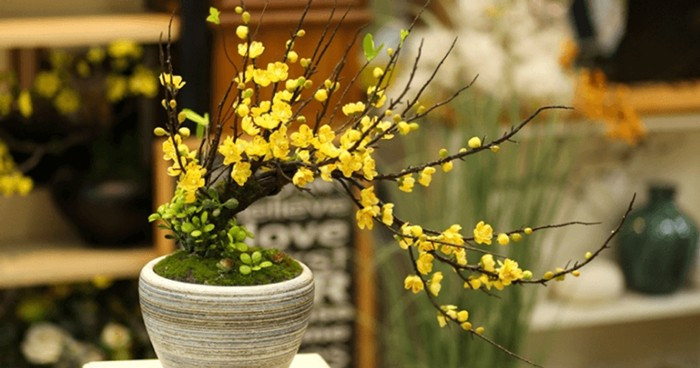 Cánh mai càng nhiều thì ý nghĩa tài lộc càng lớn, tượng trưng cho tiền tài, danh vọng và sự phát đạt. Ảnh: Báo Lâm Đồng