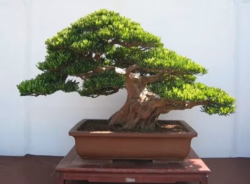 Trong phong thủy, tùng la hán mang ý nghĩa trấn trạch, giúp ổn định sinh khí, bảo vệ nhà khỏi nguồn năng lượng tiêu cực, đồng thời thu hút may mắn và tài lộc. Ảnh: Internet