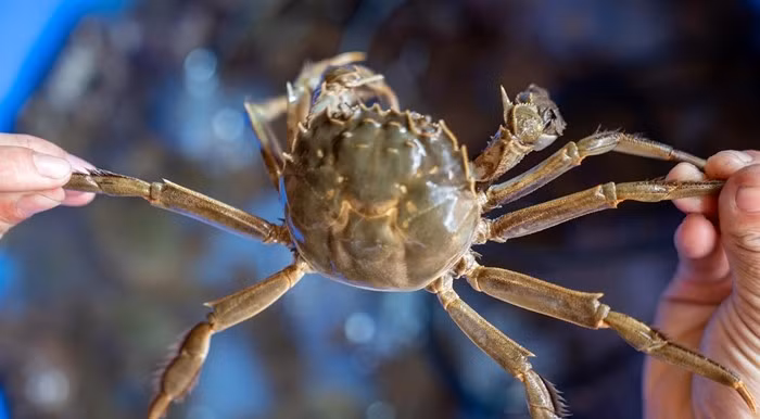 Cua da có vỏ màu xanh xám hoặc hơi ửng đỏ, chân và mình to, dài hơn gấp 3 - 4 lần cua đồng. Ảnh: BCP