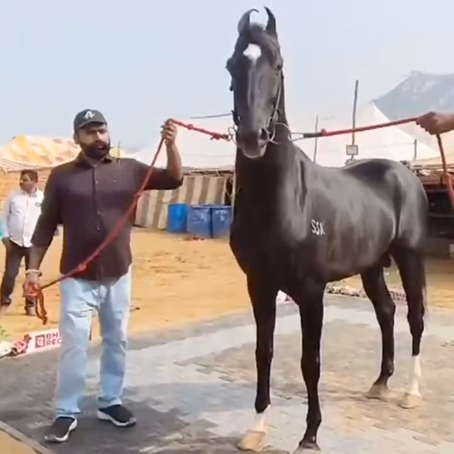 Chú ngựa màu đen thu hút sự chú ý của khách tham quan và những người yêu nhờ dáng vẻ oai vệ, cao lớn và cơ bắp. Ảnh: Mint