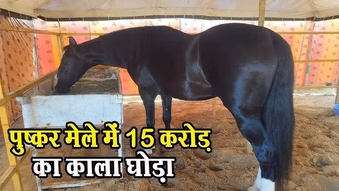 Gill cho biết: “Giá cơ bản là gần 45 tỷ đồng nhưng tôi sẽ chỉ cân nhắc bán khi thế hệ tiếp theo của Shahbaz sẵn sàng". Ảnh: YouTube